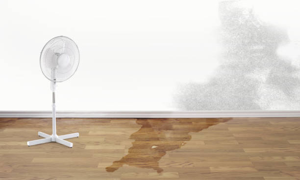 Best Water damage restoration experts  in Sebewaing, MI